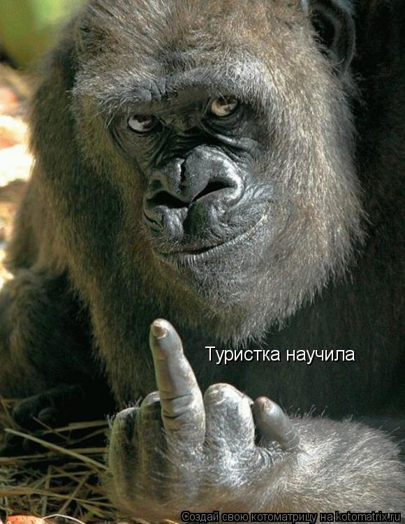 Туристка научила... Котоматрица: Туристка научила