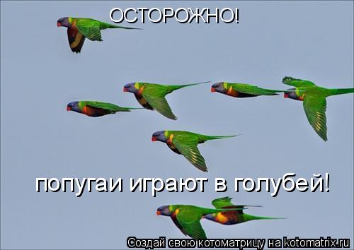 ОСТОРОЖНО! попугаи играют в голубей!... Котоматрица: ОСТОРОЖНО! попугаи играют в голубей!