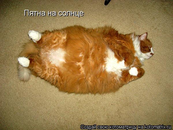 Пятна на солнце... Котоматрица: Пятна на солнце