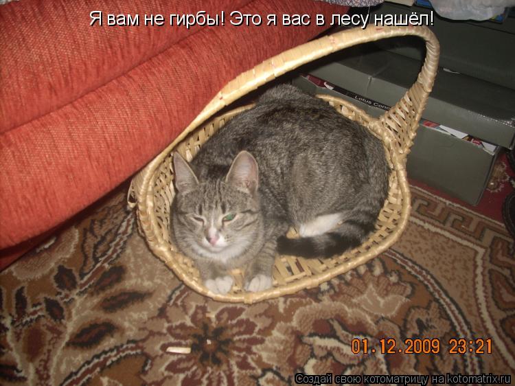 Я вам не гирбы! Это я вас в лесу нашёл!... Котоматрица: Я вам не гирбы! Это я вас в лесу нашёл!