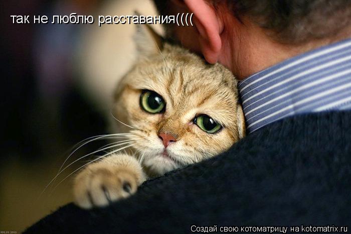 так не люблю расставания((((... Котоматрица: так не люблю расставания((((