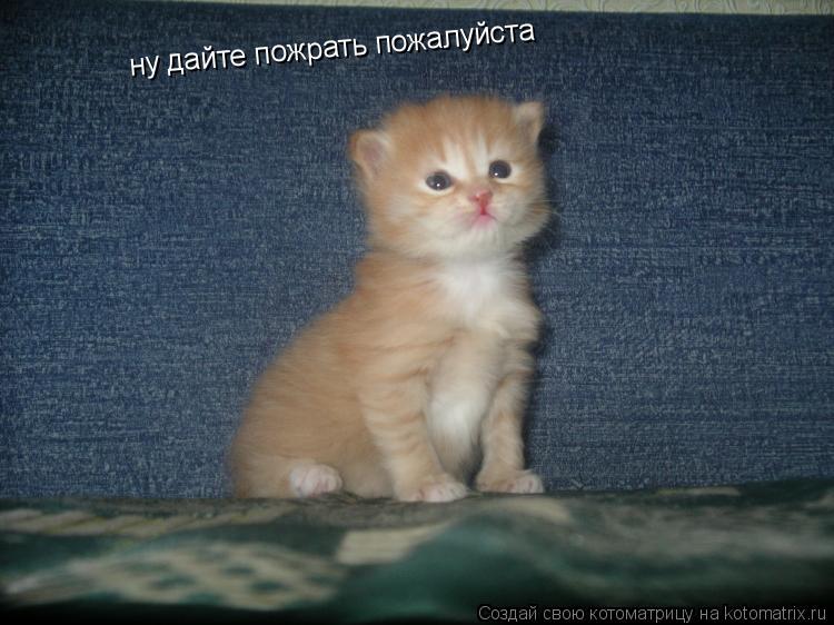 ну дайте пожрать пожалуйста... Котоматрица: ну дайте пожрать пожалуйста