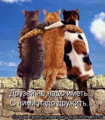 Друзей не надо иметь... С ними надо дружить...... Котоматрица: Друзей не надо иметь... С ними надо дружить...