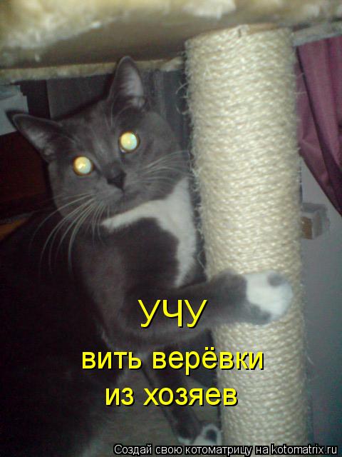 УЧУ вить верёвки из хозяев... Котоматрица: УЧУ вить верёвки из хозяев