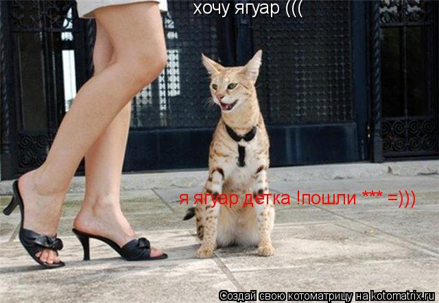 хочу ягуар ((( я ягуар детка !пошли *** =)))... Котоматрица: хочу ягуар ((( я ягуар детка !пошли *** =)))