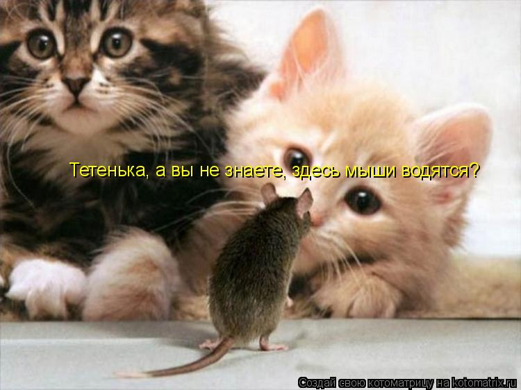 Тетенька, а вы не знаете, здесь мыши водятся?... Котоматрица: Тетенька, а вы не знаете, здесь мыши водятся?