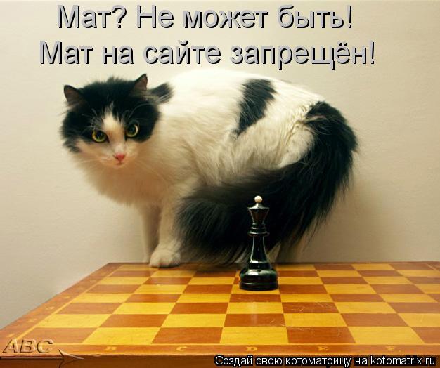 Котоматрица: Мат? Не может быть!  Мат на сайте запрещён!