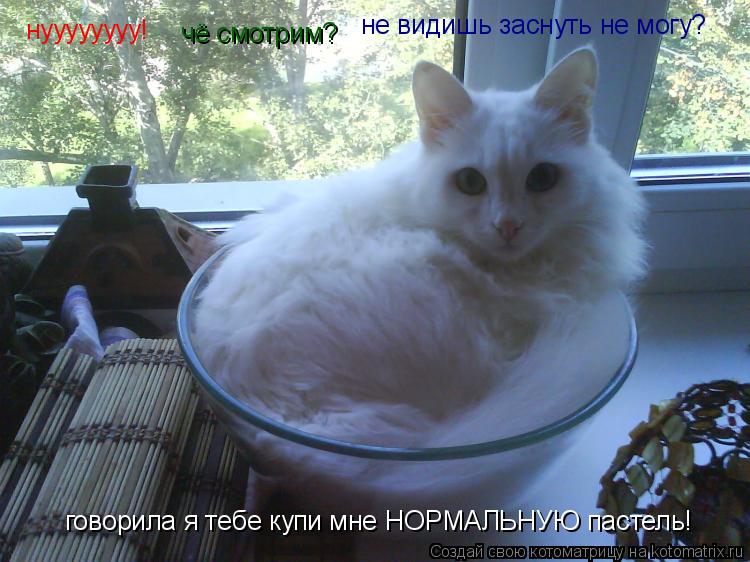 нуууууууу! чё смотрим? не видишь заснуть не могу? говорила я тебе купи мне НОРМАЛЬНУЮ пастель!... Котоматрица: нуууууууу! чё смотрим? не видишь заснуть не могу? говорила я тебе купи мне НОРМАЛЬНУЮ пастель!