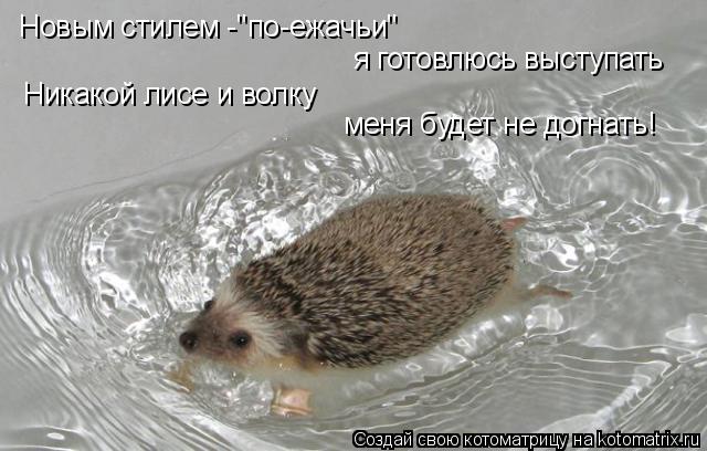 Новым стилем -"по-ежачьи" я готовлюсь выступать Никакой лисе и волку меня будет не догнать!... Котоматрица: Новым стилем -"по-ежачьи" я готовлюсь выступать Никакой лисе и волку меня будет не догнать!