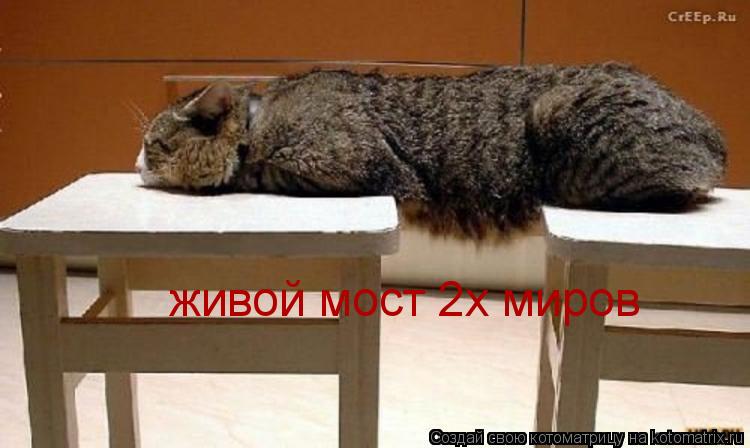 живой мост 2х миров... Котоматрица: живой мост 2х миров