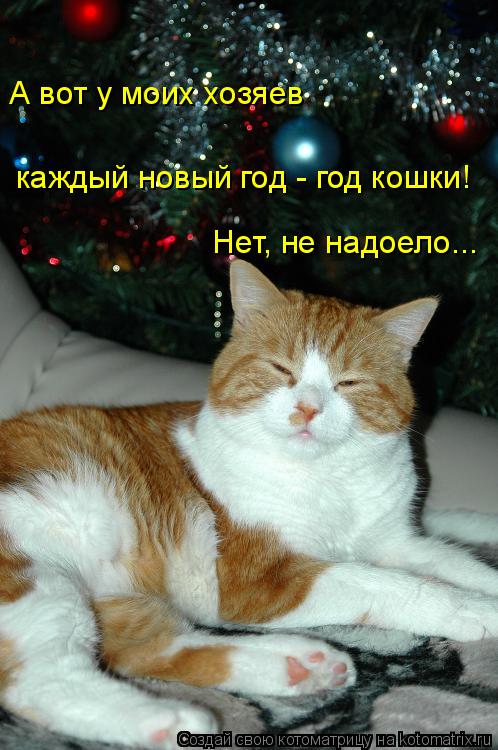 А вот у моих хозяев каждый новый год - год кошки! Нет, не надоело...... Котоматрица: А вот у моих хозяев каждый новый год - год кошки! Нет, не надоело...