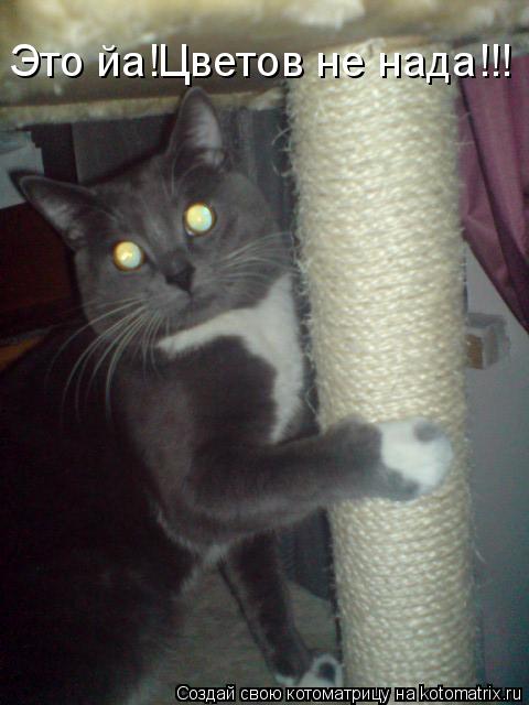 Это йа!Цветов не нада!!!... Котоматрица: Это йа!Цветов не нада!!!