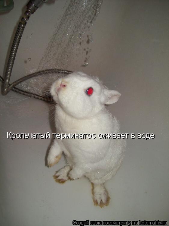 Крольчатый терминатор оживает в воде... Котоматрица: Крольчатый терминатор оживает в воде