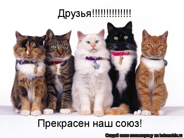 Котоматрица: Друзья!!!!!!!!!!!!!! Прекрасен наш союз!
