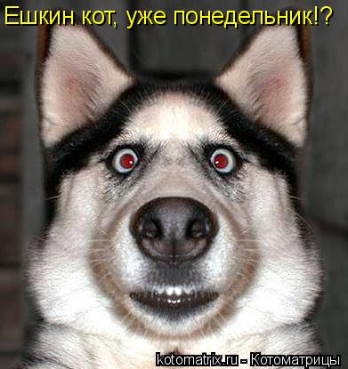 Котоматрица: Ешкин кот, уже понедельник!?