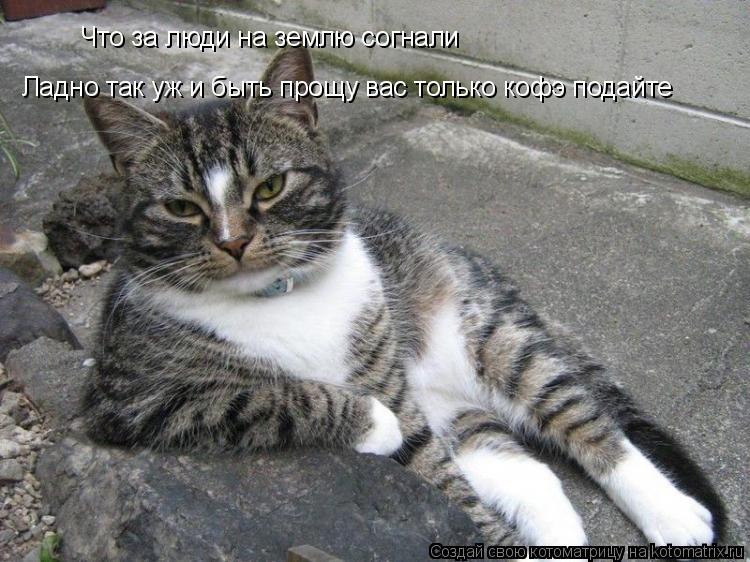 Котоматрица: Что за люди на землю согнали  Ладно так уж и быть прощу вас только кофэ подайте