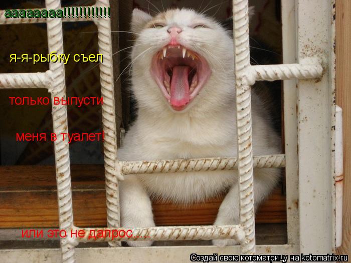 Котоматрица: аааааааа!!!!!!!!!!!! я-я-рыбку съел только выпусти  меня в туалет! или это не дапрос.....