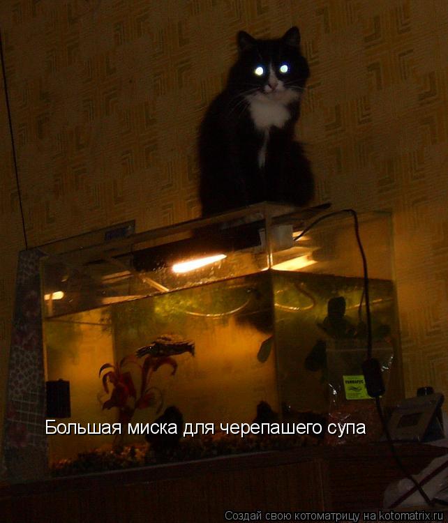 Котоматрица: Большая миска для черепашего супа