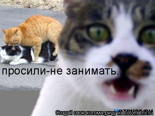 Котоматрица: просили-не занимать...