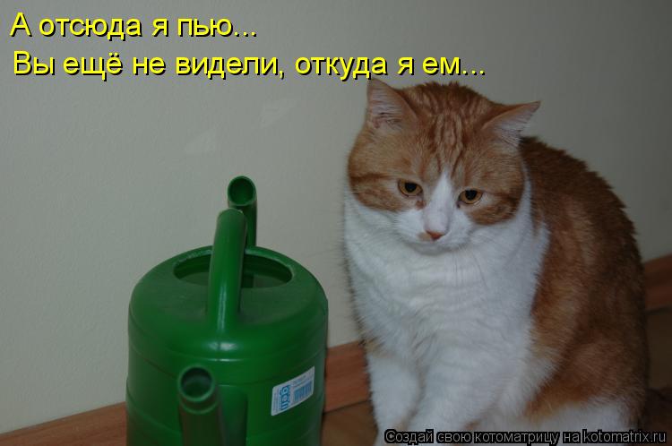 А отсюда я пью... Вы ещё не видели, откуда я ем...... Котоматрица: А отсюда я пью... Вы ещё не видели, откуда я ем...