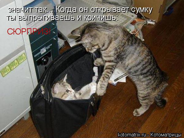 Котоматрица: значит так... Когда он открывает сумку СЮРПРИЗ! ты выпрыгиваешь и кричишь: