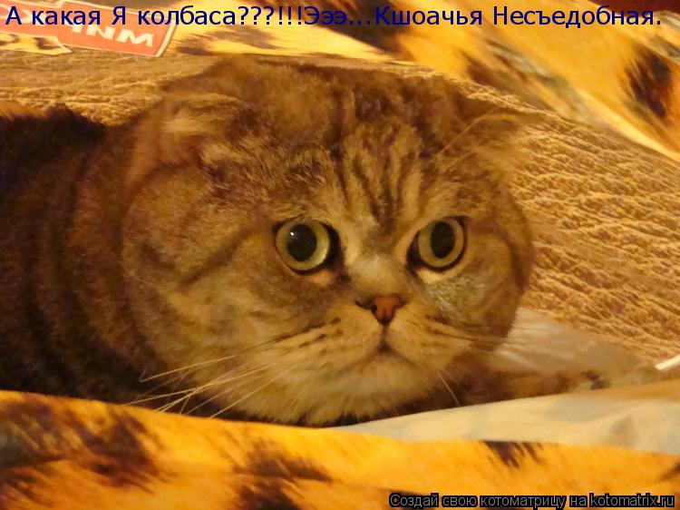 А какая Я колбаса???!!!Эээ...Кшоачья Несъедобная.... Котоматрица: А какая Я колбаса???!!!Эээ...Кшоачья Несъедобная.