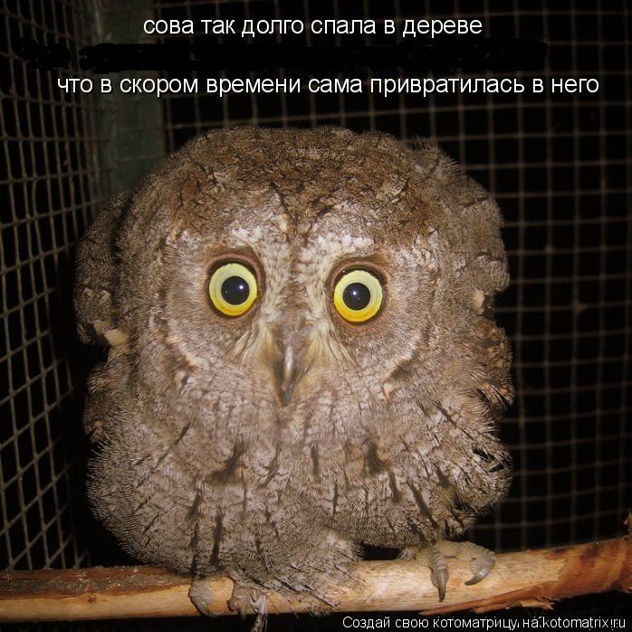 сова так долго спала в дереве что в скором времени сама привратилась в него... Котоматрица: сова так долго спала в дереве что в скором времени сама привратилась в него