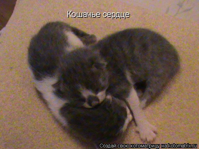 Кошачье сердце... Котоматрица: Кошачье сердце