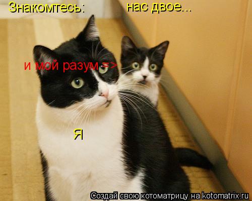 Знакомтесь: Я нас двое... и мой разум =>... Котоматрица: Знакомтесь: Я нас двое... и мой разум =>