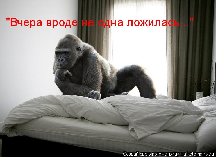 "Вчера вроде не одна ложилась..."... Котоматрица: "Вчера вроде не одна ложилась..."