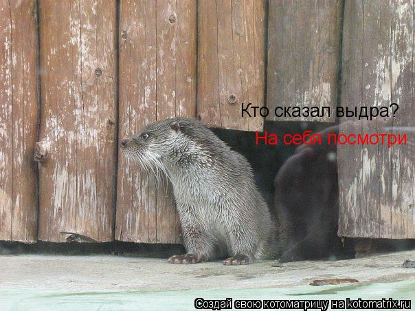Кто сказал выдра? На себя посмотри... Котоматрица: Кто сказал выдра? На себя посмотри