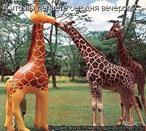 А что вы делаете сегодня вечером?... Котоматрица: А что вы делаете сегодня вечером?