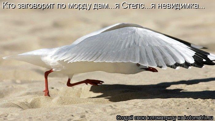Кто заговорит по морду дам...я Стелс...я невидимка...... Котоматрица: Кто заговорит по морду дам...я Стелс...я невидимка...