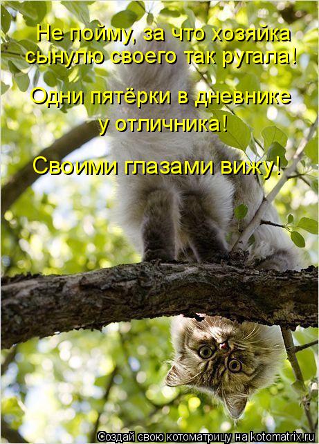 сынулю своего так ругала! у отличника! Одни пятёрки в дневнике Не пойму, за что хозяйка Своими глаза... Котоматрица: сынулю своего так ругала! у отличника! Одни пятёрки в дневнике Не пойму, за что хозяйка Своими глазами вижу!