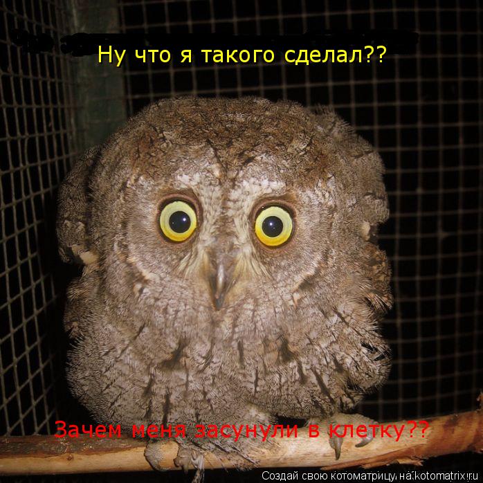 Ну что я такого сделал?? Зачем меня засунули в клетку??... Котоматрица: Ну что я такого сделал?? Зачем меня засунули в клетку??