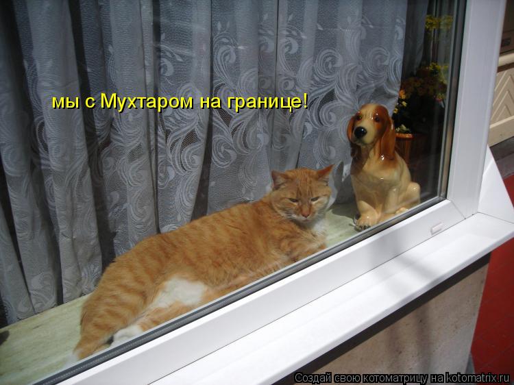 мы с Мухтаром на границе!... Котоматрица: мы с Мухтаром на границе!