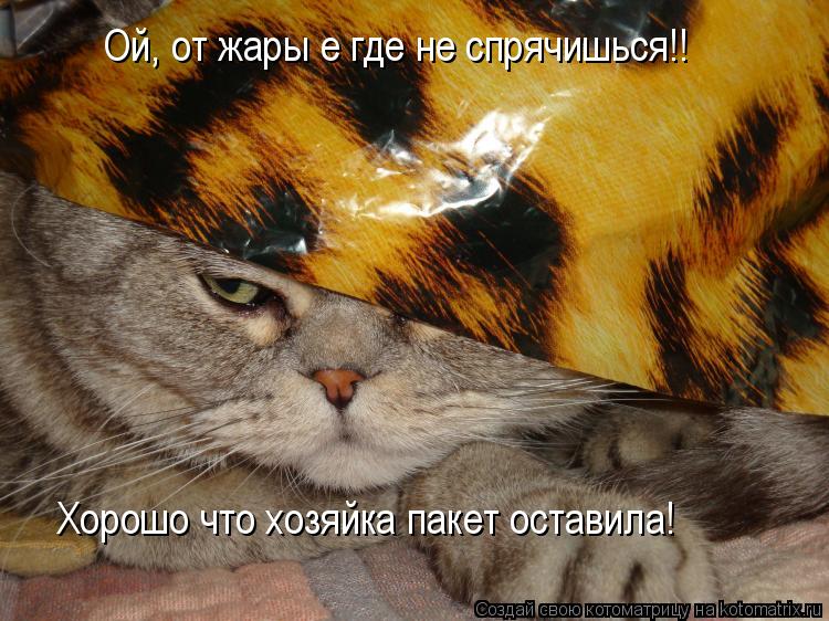 Ой, от жары е где не спрячишься!! Хорошо что хозяйка пакет оставила!... Котоматрица: Ой, от жары е где не спрячишься!! Хорошо что хозяйка пакет оставила!