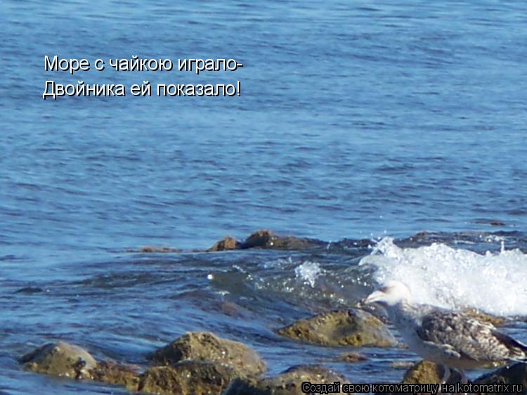 Море с чайкою играло- Двойника ей показало!... Котоматрица: Море с чайкою играло- Двойника ей показало!