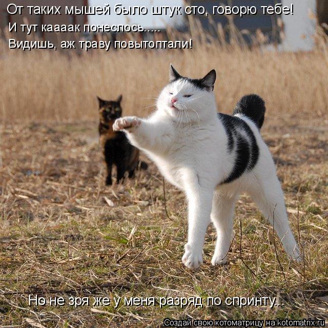 От таких мышей было штук сто, говорю тебе! И тут каааак понеслось..... Видишь, аж траву повытоптали!... Котоматрица: От таких мышей было штук сто, говорю тебе! И тут каааак понеслось..... Видишь, аж траву повытоптали! Но не зря же у меня разряд по спринту...