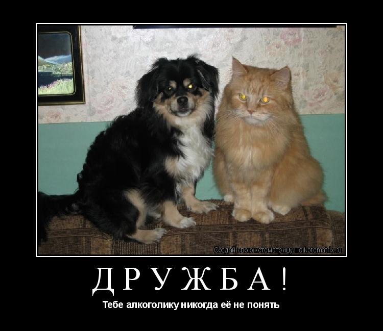 Дружба! Тебе алкоголику никогда её не понять... Котоматрица: Дружба! Тебе алкоголику никогда её не понять