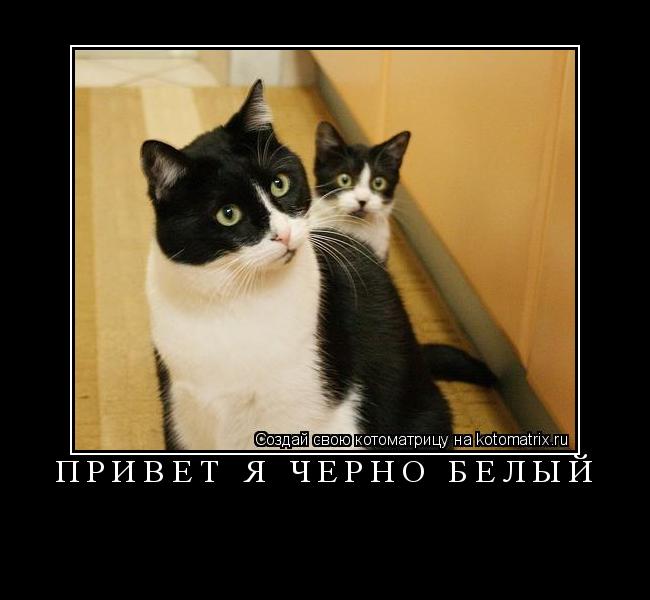 Котоматрица: Привет я черно белый 