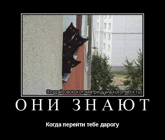 Они знают Когда перейти тебе дарогу... Котоматрица: Они знают Когда перейти тебе дарогу