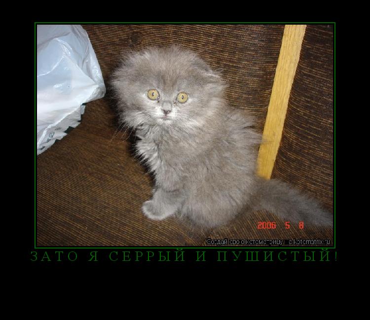 Зато я серрый и пушистый! ... Котоматрица: Зато я серрый и пушистый!