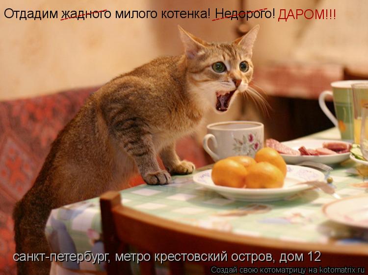 Отдадим жадного милого котенка! Недорого! ----------- ------------- ДАРОМ!!! санкт-петербург, метро к... Котоматрица: Отдадим жадного милого котенка! Недорого! ----------- ------------- ДАРОМ!!! санкт-петербург, метро крестовский остров, дом 12