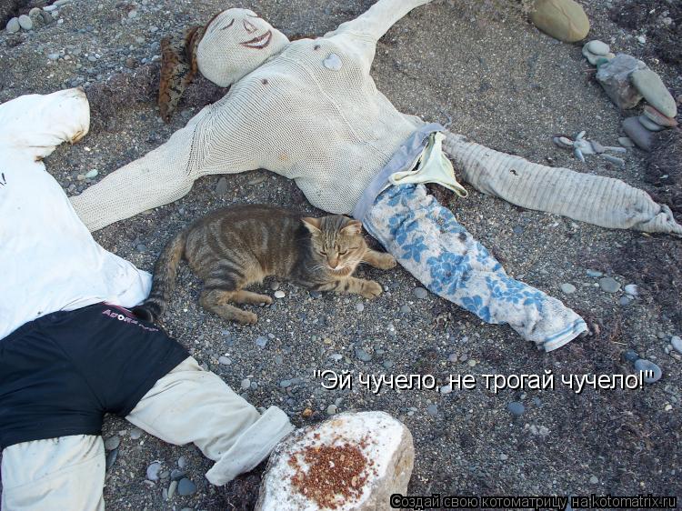 "Эй чучело, не трогай чучело!"... Котоматрица: "Эй чучело, не трогай чучело!"