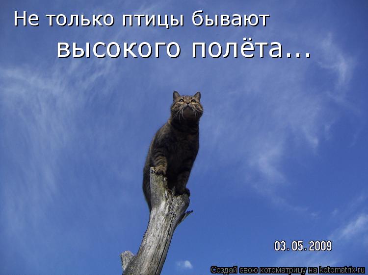 Не только птицы бывают высокого полёта...... Котоматрица: Не только птицы бывают высокого полёта...