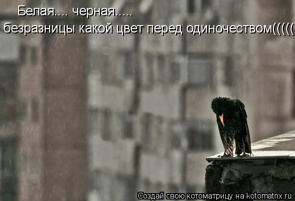 Белая.... черная..... безразницы какой цвет перед одиночеством(((((... Котоматрица: Белая.... черная..... безразницы какой цвет перед одиночеством(((((