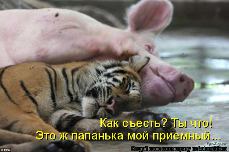 Как съесть? Ты что! Это ж папанька мой приемный...... Котоматрица: Как съесть? Ты что! Это ж папанька мой приемный...