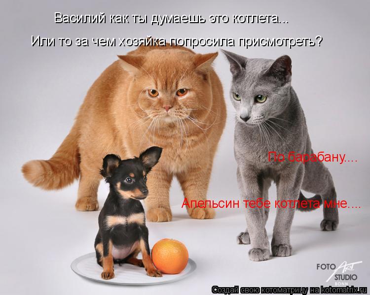 Василий как ты думаешь это котлета... Или то за чем хозяйка попросила присмотреть? По барабану.... Ап... Котоматрица: Василий как ты думаешь это котлета... Или то за чем хозяйка попросила присмотреть? По барабану.... Апельсин тебе котлета мне....