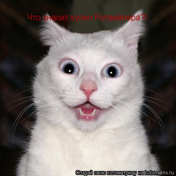 Что знасит купил Ротвейлера?!... Котоматрица: Что знасит купил Ротвейлера?!